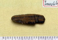 藏品(動物骨化石)的圖片